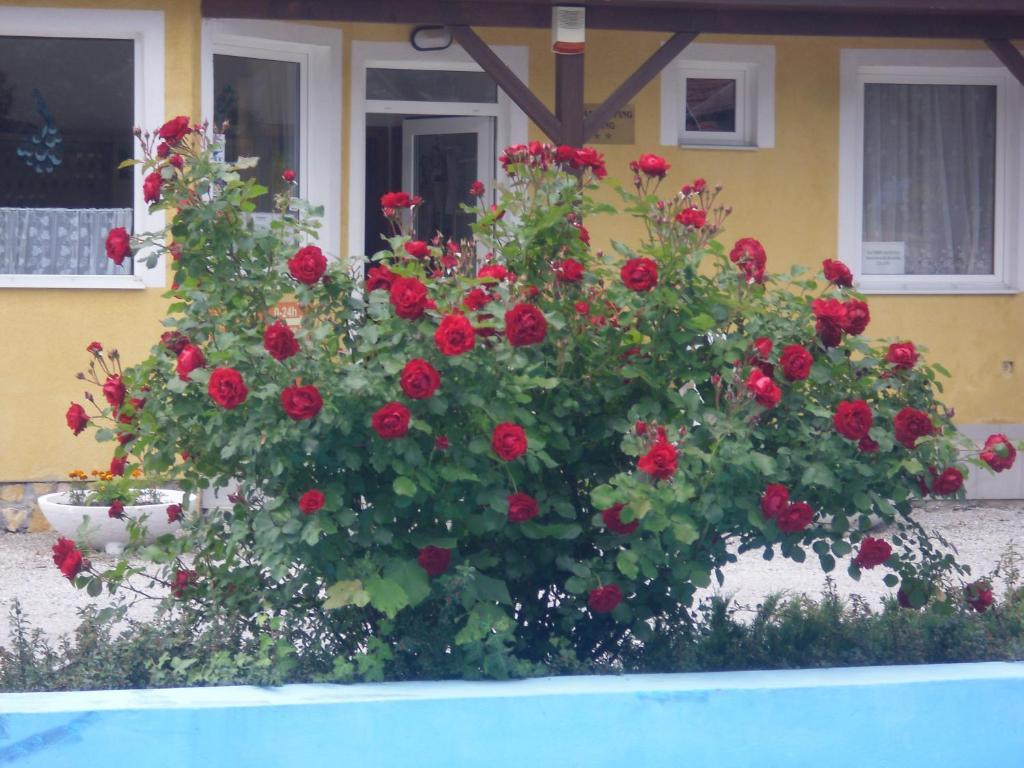 Ferienpark Tulipan Bungalow Camping Gyenesdiás